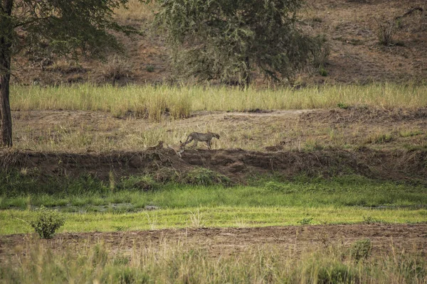 Cheetahs African Savannah Remote Photo Cheetahs Serengeti National Park Arusha — 图库照片