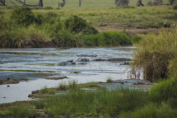 Group Hippos Relaxing Lake Ngorongoro Crater Tanzania African Safari Hippopotamus — 图库照片