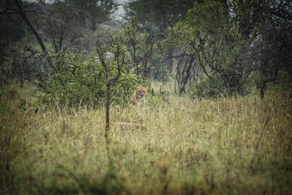 Serengeti Ulusal Parkı Tanzanya Aslan — Stok fotoğraf