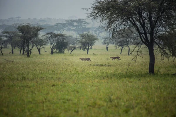 Cheetahs African Savannah Remote Photo Cheetahs Serengeti National Park Arusha — ストック写真