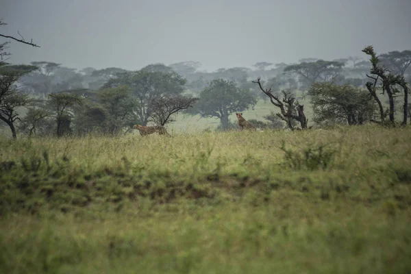 Cheetahs African Savannah Remote Photo Cheetahs Serengeti National Park Arusha — Stockfoto