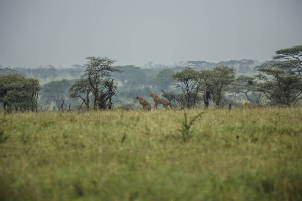 Cheetahs in African Savannah, remote photo of Cheetahs at Serengeti National Park, Arusha, Tanzania