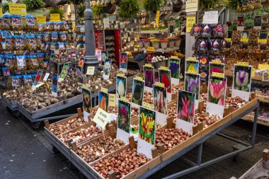 Amsterdam, Hollanda - Aralık 2019: Amsterdam şehir merkezinde geleneksel çiçek pazarı