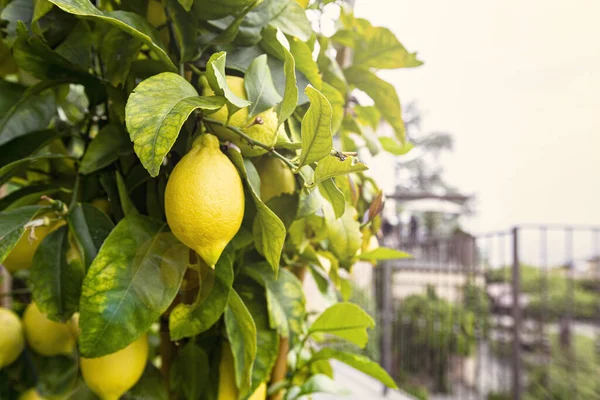 Reife Gelbe Zitronen Auf Dem Baum Italien — Stockfoto