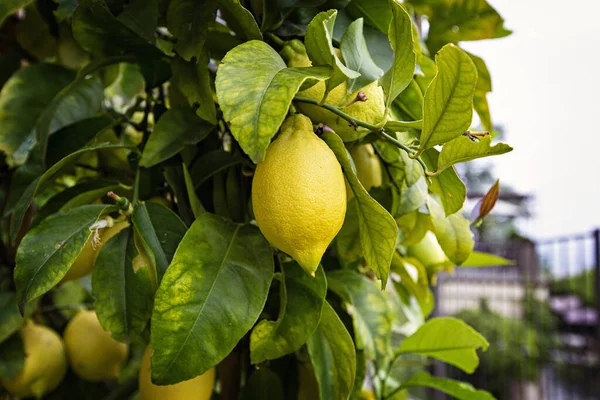 Reife Gelbe Zitronen Auf Dem Baum Italien — Stockfoto