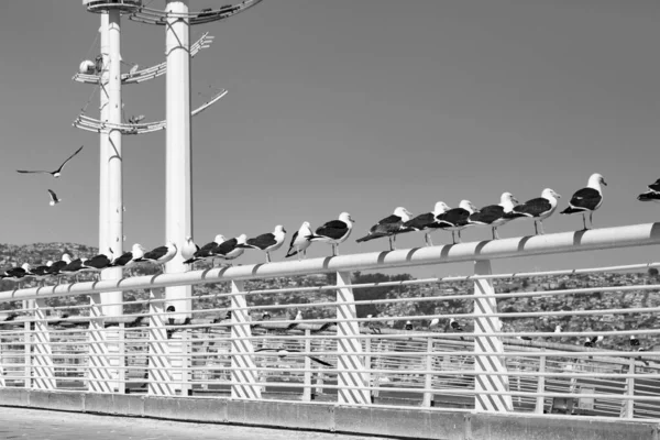 Straight Row Seagulls Sitting Fence Valparaiso Chile — Stock Photo, Image