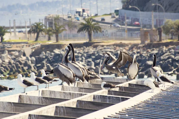 Groep Pelikanen Met Grote Snavels Wachtend Vis Vismarkt Valparaiso Chili — Stockfoto