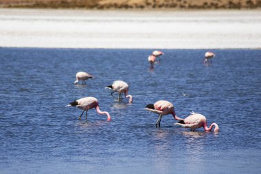 Tuz gölünde pembe flamingolar, Bolivya 'da Caapa Gölü. Bolivya Altiplano 'sunun güzel manzarası. 