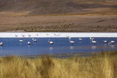 Bolivya Altiplano 'sunun güzel manzarası. Tuz gölünde pembe flamingolar, Bolivya 'da Caapa Gölü