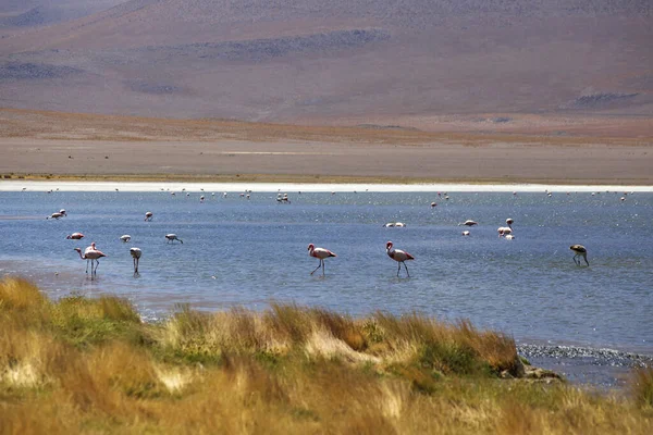Ροζ Φλαμίνγκο Στη Λιμνοθάλασσα Στη Λίμνη Κάπα Στη Βολιβία Όμορφο — Φωτογραφία Αρχείου