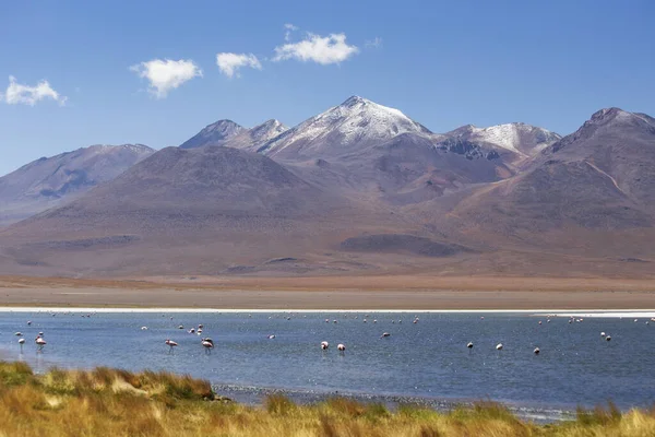 Różowe Flamingi Solnej Lagunie Caapa Lake Boliwii Piękny Krajobraz Boliwijskiego — Zdjęcie stockowe