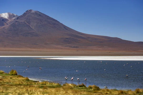 Pink Flamingos Salt Lagoon Caapa Lake Bolivia Beautiful Landscape Bolivian — Stock Photo, Image