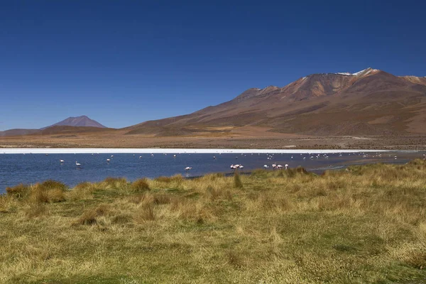 Hermoso Paisaje Del Altiplano Boliviano Flamencos Rosados Laguna Sal Lago — Foto de Stock