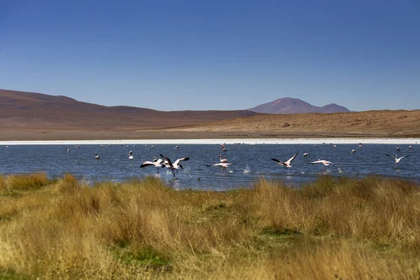 Hermoso Paisaje Del Altiplano Boliviano Flamencos Rosados Laguna Sal Lago — Foto de Stock