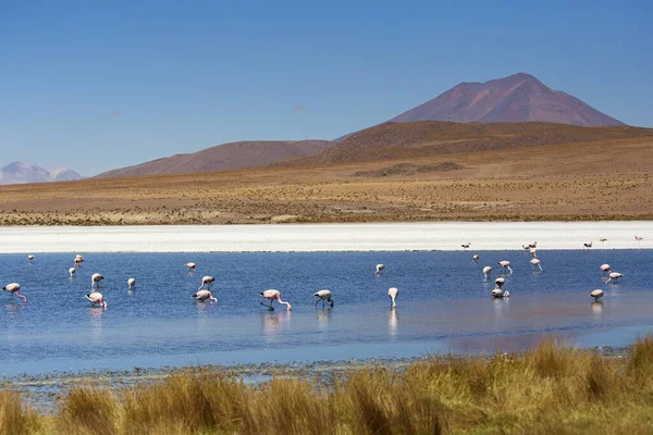 Beautiful Landscape Bolivian Altiplano Pink Flamingos Salt Lagoon Caapa Lake — Stock Photo, Image