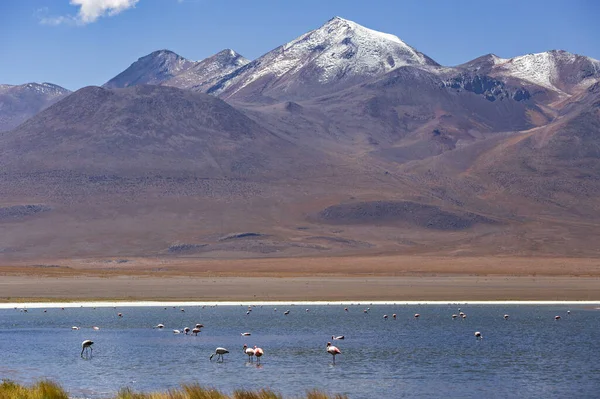 Piękny Krajobraz Boliwijskiego Altiplano Różowe Flamingi Słonej Lagunie Jezioro Caapa — Zdjęcie stockowe