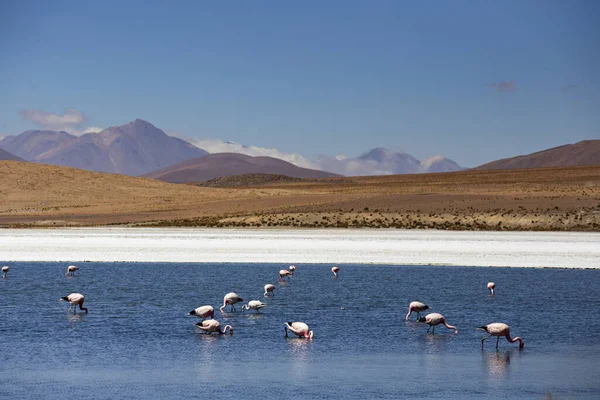 Hermoso Paisaje Del Altiplano Boliviano Flamencos Rosados Laguna Sal Lago — Foto de Stock