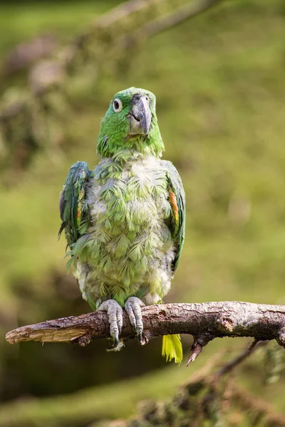 Cute Funny Green Feathered Parrot Tree Branch — Stock Photo, Image
