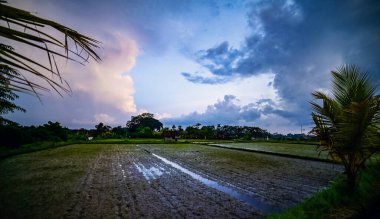 UBUD, BALI - Şubat 2020: Bali, Endonezya 'daki pirinç tarlaları