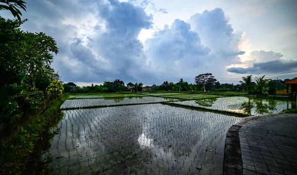 Ubud Bali Février 2020 Paysage Rizières Bali Indonésie — Photo