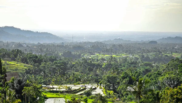 Bali Indonesia Luty 2020 Spektakularny Widok Taras Ryżowy Jatiluwih Świat — Zdjęcie stockowe