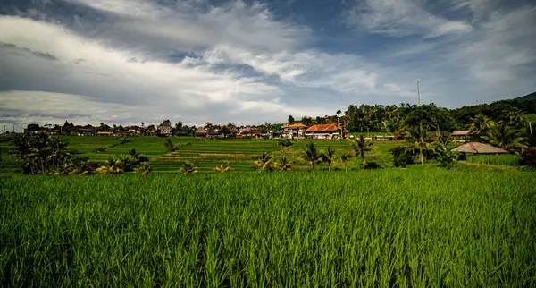 Bali Indonesien Februar 2020 Spektakulärer Blick Auf Die Jatiluwih Reisterrasse — Stockfoto