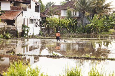 UBUD, BALI - Şubat 2020: Udub, Bali 'deki pirinç tarlasında çalışan çiftçi