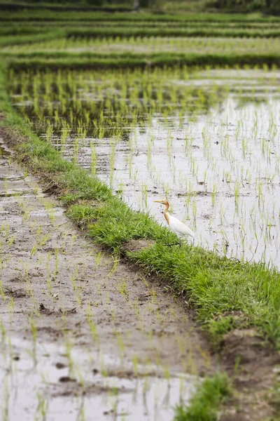 Rice Paddy Fields Landscape Bali Indonesia — 스톡 사진