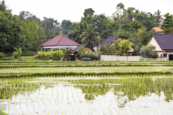 Rice Paddy Fields Landscape Bali Indonesia — Stockfoto