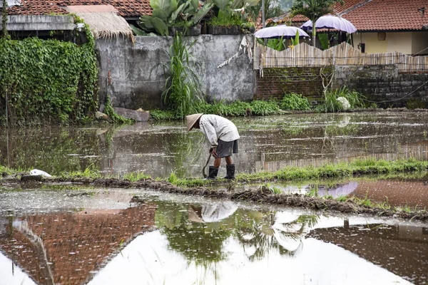 Agricultor Trabajando Campo Arroz Udub Bali —  Fotos de Stock