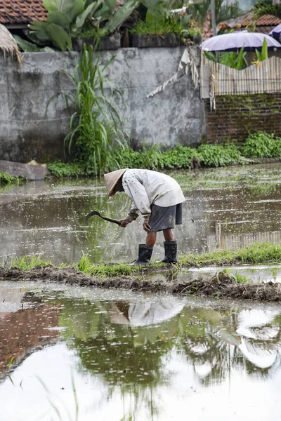 Agricultor Trabajando Campo Arroz Udub Bali —  Fotos de Stock