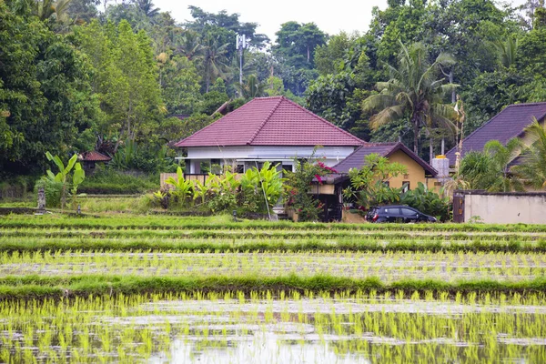 Rice Paddy Fields Landscape Bali Indonesia — Foto de Stock