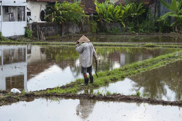 Ubud Bali Febrero 2020 Agricultor Que Trabaja Campo Del Arroz —  Fotos de Stock