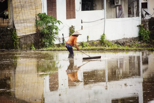 Ubud Bali Febrero 2020 Agricultor Que Trabaja Campo Del Arroz —  Fotos de Stock