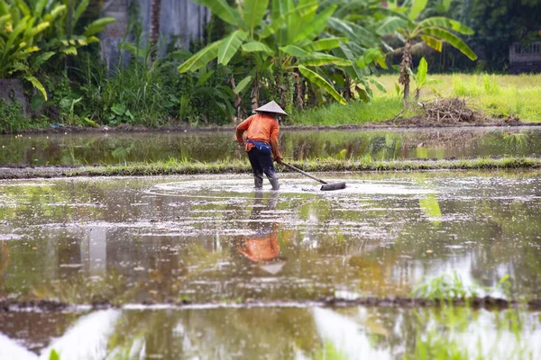 Ubud Bali Febrero 2020 Agricultor Que Trabaja Campo Del Arroz —  Fotos de Stock