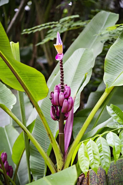 Fleur Banane Tropicale Avec Des Feuilles Vertes Sur Fond — Photo