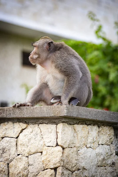 Macaco Roubado Óculos Sol Turista Uluwatu Penhasco Bali Indonésia — Fotografia de Stock