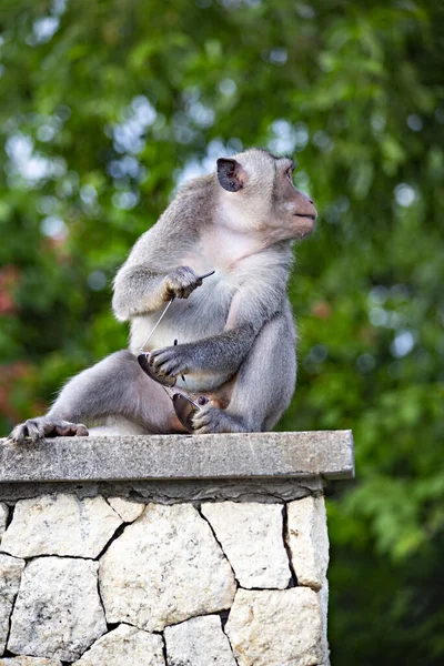 Monkey Gestolen Zonnebril Van Toerist Bij Uluwatu Cliff Bali Indonesia — Stockfoto