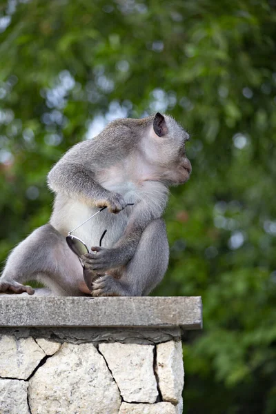 Affe Stiehlt Touristin Sonnenbrille Klippe Von Uluwatu Bali Indonesien — Stockfoto