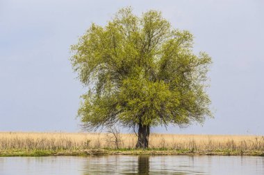 Bid tree against blue sky in summer