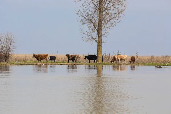 Group Cows Grazing River Shore — Foto de Stock