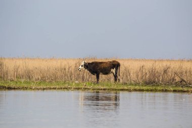 a cow by the water on a pasture
