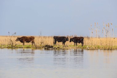 Bir grup inek nehir kıyısında otluyor.
