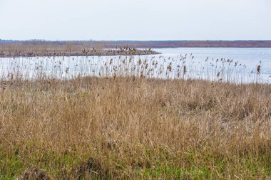 Kenarlarında sazlıklar büyüyen nehir kıyısında.