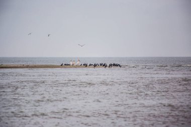 Nehir kıyısında bir grup martı ve güvercin.