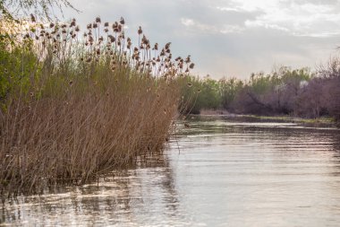 Kenarlarında sazlıklar büyüyen nehir kıyısında.