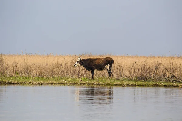 a cow by the water on a pasture