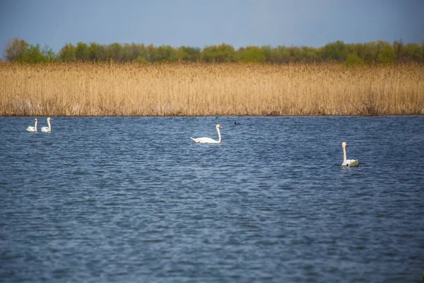 White Swans Swimming River Reeds Background — 图库照片