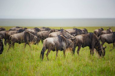 Afrika Savanasında Antelope Gnu sürüsü, Serengeti, Arusha, Tanzanya
