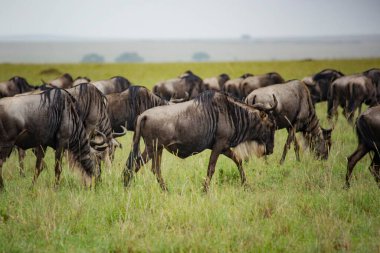 Afrika Savanasında Antelope Gnu sürüsü, Serengeti, Arusha, Tanzanya